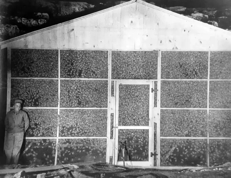 Holding pen for bats for the “bat bomb” project—tiny incendiary devices were attached to bats, which were later released over enemy territory as an experimental sabotage technique.
